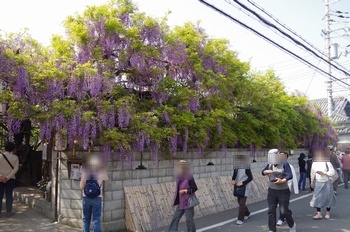 ���s�M�B�h ��