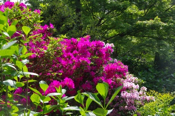 ���s���c�� �c�c�W