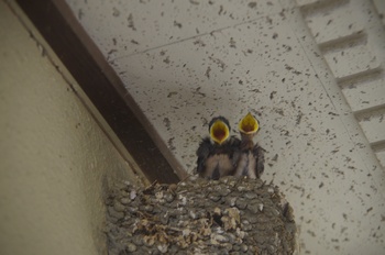 �ޗǌ� �c�o����