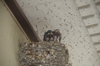 �ޗǌ� �c�o����