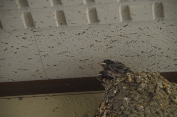 �ޗǌ� �c�o����