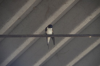 �ޗǌ� �c�o��