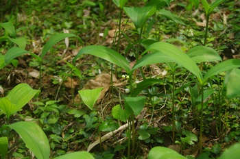 �ޗǎs�f�R �X�Y����