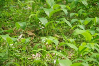 �ޗǎs�f�R �X�Y����