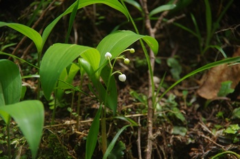 �ޗǎs�f�R �X�Y����