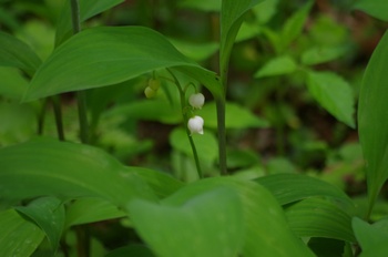 �ޗǎs�f�R �X�Y����