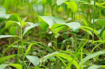 �ޗǎs�f�R �X�Y����