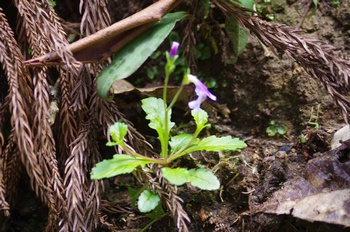 �ޗǎs�f�R �����T�L�T�M�S�P