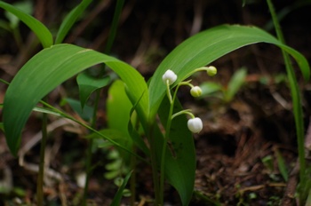 �ޗǎs�f�R �X�Y����