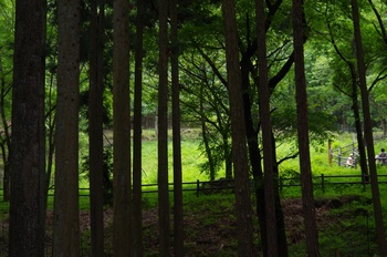 �F�Ɏs���� �X�Y�����Q���n