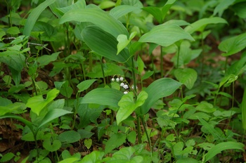 �F�Ɏs���� �X�Y����