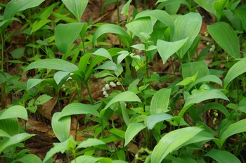 �F�Ɏs���� �X�Y����