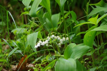 �F�Ɏs���� �X�Y����