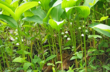 �F�Ɏs���� �X�Y����