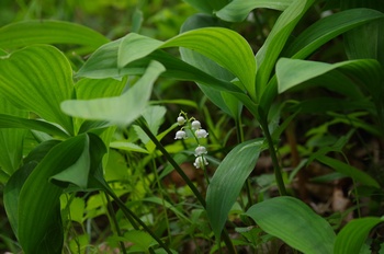 �F�Ɏs���� �X�Y����