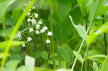 �F�Ɏs���� �X�Y����