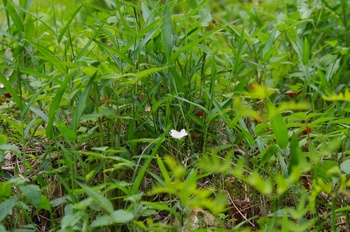 �F�Ɏs���� �w�r�C�`�S