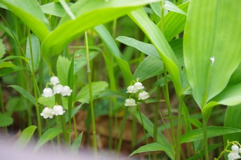 �F�Ɏs���� �X�Y����