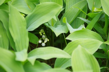 �F�Ɏs���� �X�Y����