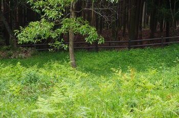 �F�Ɏs���� �V����