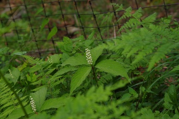 �F�Ɏs���� �t�^���V�Y�J