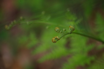 �F�Ɏs���� �����r