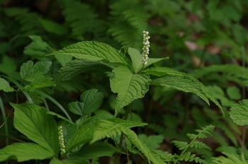 �F�Ɏs���� �t�^���V�Y�J