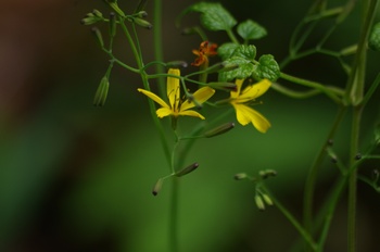 �F�Ɏs���� �j�K�i