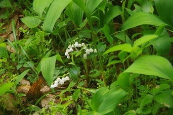 �F�Ɏs���� �X�Y����