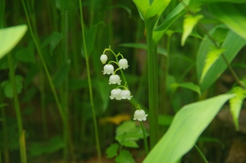 �F�Ɏs���� �X�Y����