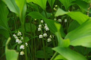 �F�Ɏs���� �X�Y����