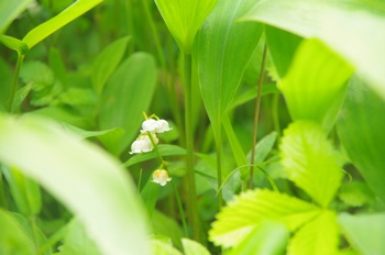 �F�Ɏs���� �X�Y����