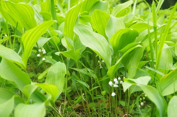 �F�Ɏs���� �X�Y����