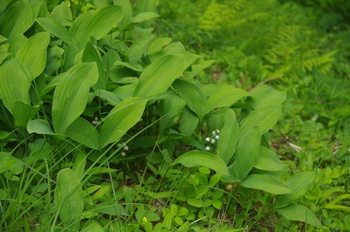 �F�Ɏs���� �X�Y����