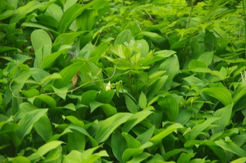 �F�Ɏs���� �X�Y�����Q���n