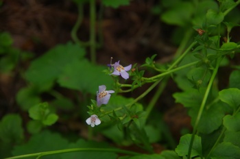 �F�Ɏs���� �����T�L�T�M�S�P