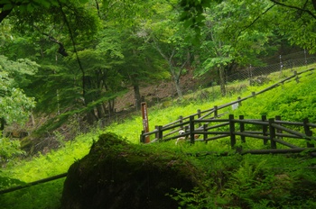 �F�Ɏs���� �X�Y�����Q���n