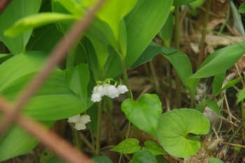 �F�Ɏs���� �X�Y����