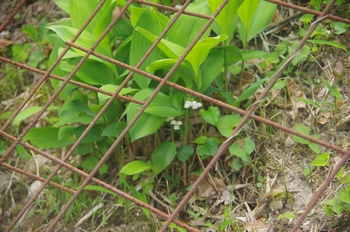 �F�Ɏs���� �X�Y����