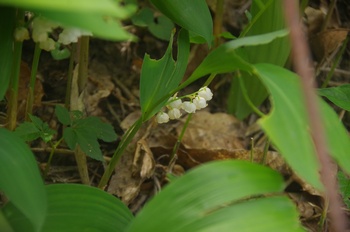 �F�Ɏs���� �X�Y����