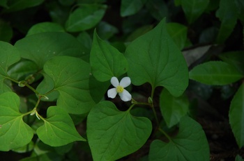  ����s��_�_�� �ǂ�����