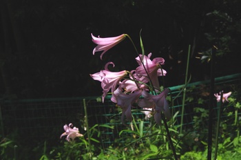  ����s �v���F�_�� �T�T����