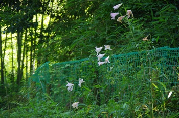  ����s��_�_�� ����a�̓m�������