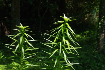  ����s��_�_�� ����a�̓m�������