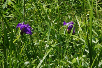 ����s��_�_�� ����� �n�i�V���E�u