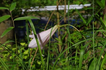 �F�Ɏs�[�� �T�T����