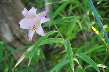 �F�Ɏs�[�� �T�T����