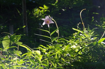 �F�Ɏs�[�� �T�T����