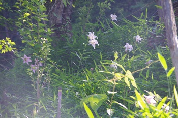 �F�Ɏs�[�� �T�T����