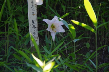 �F�Ɏs�[�� �T�T����